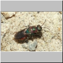 Hedychrum rutilans - Goldwespe 07b am Bienenwolfnest.jpg